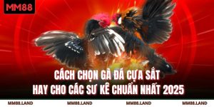 Cách Chọn Gà Đá Cựa Sắt Hay