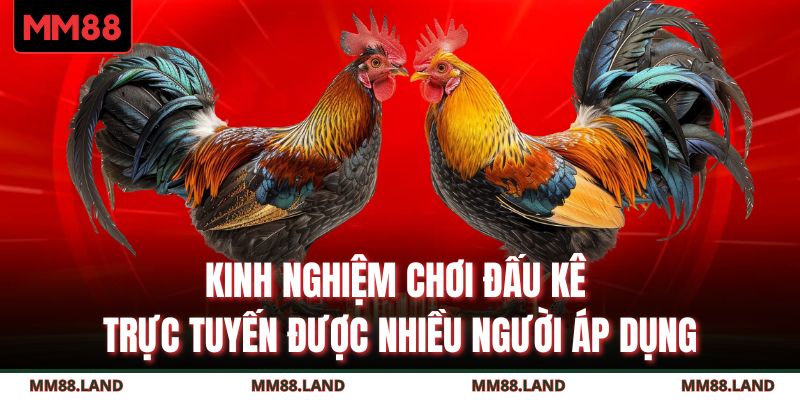 Kinh nghiệm chơi đấu kê trực tuyến được nhiều người áp dụng